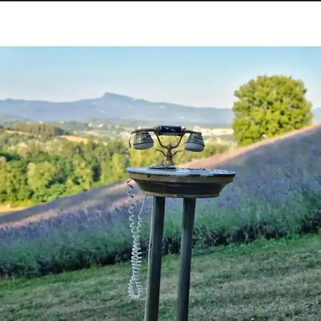 La Lavanda Di Poppi-mini *