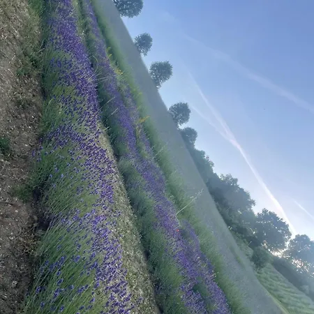 La Lavanda Di Poppi-mini *